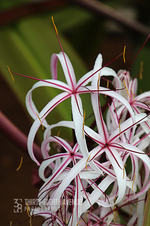 White & Magenta Flowers