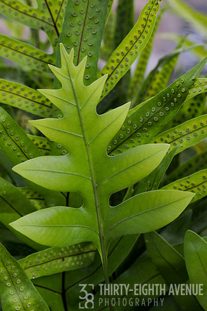 Ferns of Princeville