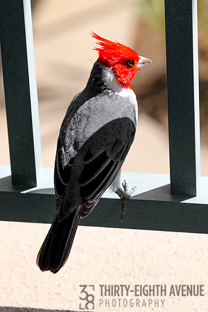 Red Top Cardinal