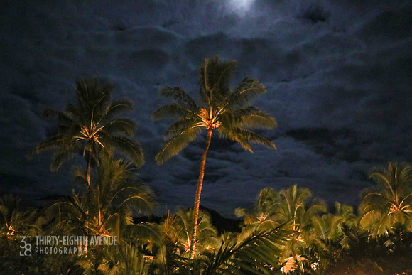 Palms Under The Moon