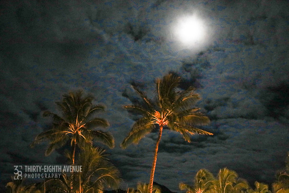 Moonlit Palm Trees
