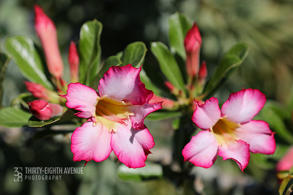 Pink Fringe - PBG