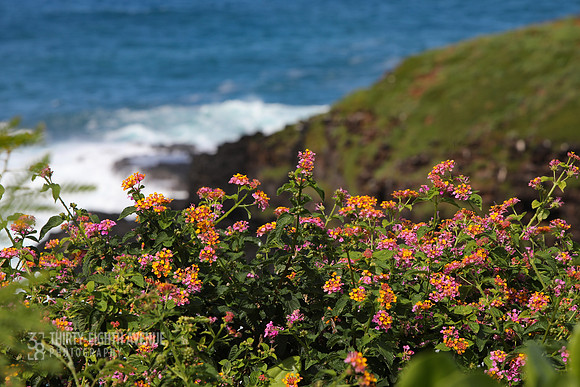 Flowers & Surf