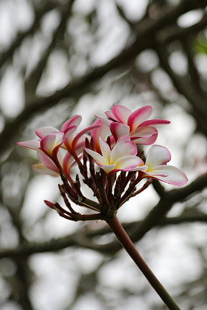 Pink Edge Plumeria