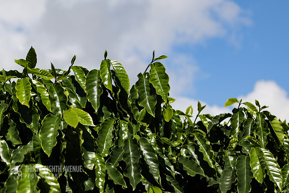Blue Sky Kaua'i Coffee