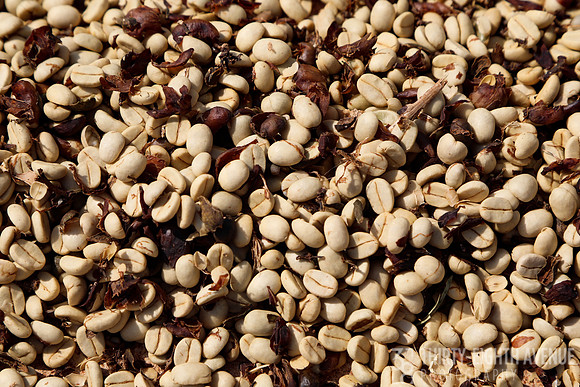 Sun-dried Coffee Beans