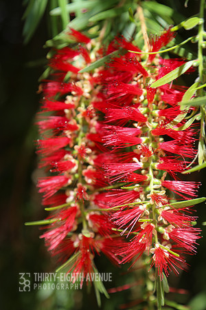 Red Brush Flowers