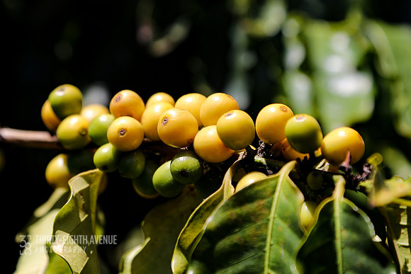 Kaua'i Coffee Yellow & Green Berries