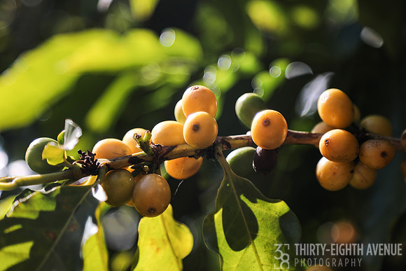 Yellow Berries