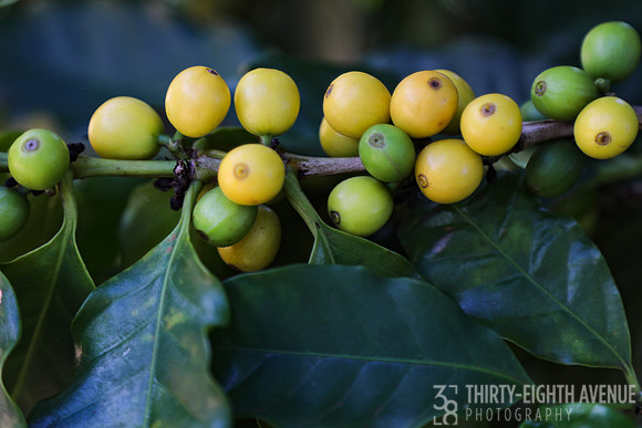 Mellow Yellow Coffee Berries
