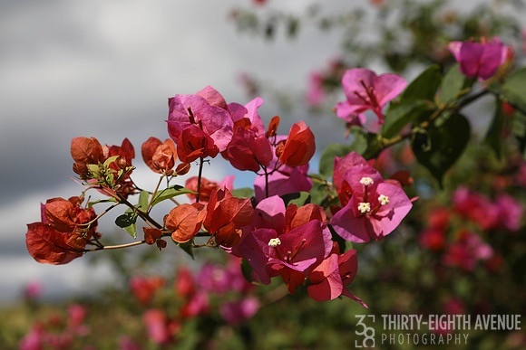 Orange & Pink Bougainvillea