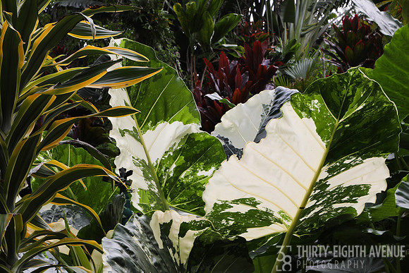 Botanical Flora - PBG