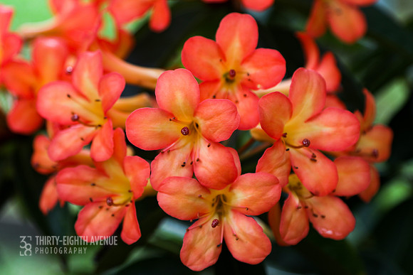 Orange Clivia - PBG