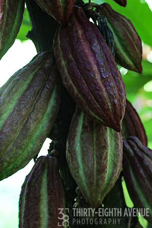 Cacao Pods - PBG