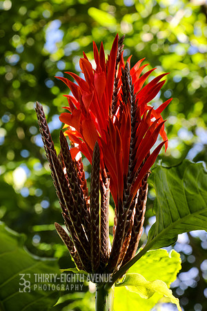 Fire Flower - PBG