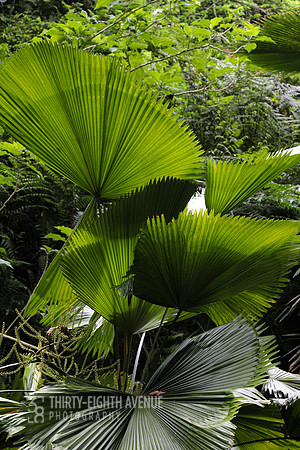 Green Palm Fans - PBG