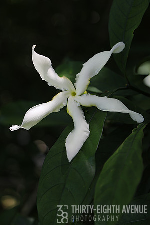 Hawaiin White Star - PBG