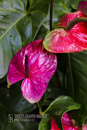 Magenta Anthurium - PBG