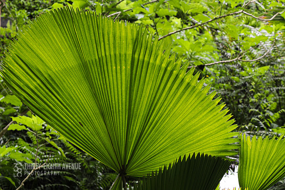 Palm Fan - PBG