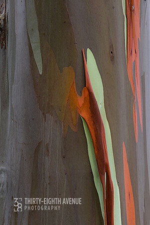 Rainbow Eucalyptus