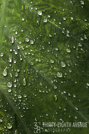 Raindrops - PBG