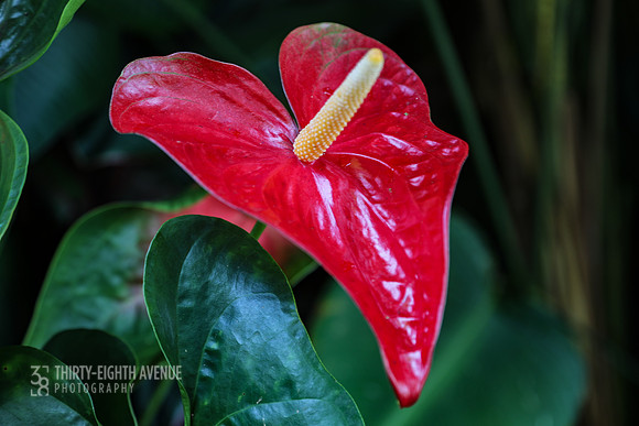 Red Anthurium - PBG