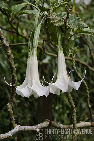 White Trumpets - PBG