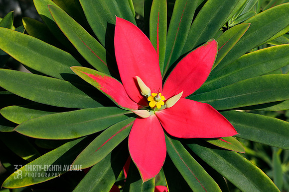 Pink Star