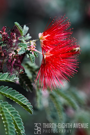 Fire Brush