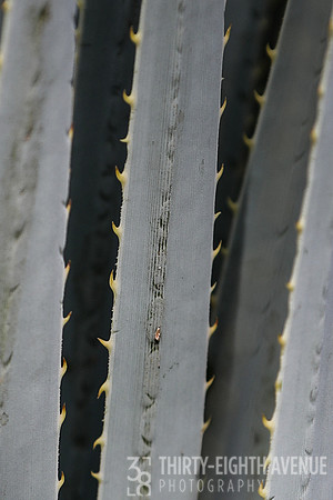 Spike Edge Elegance