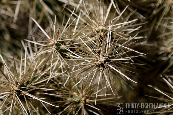 Thorny Spikes