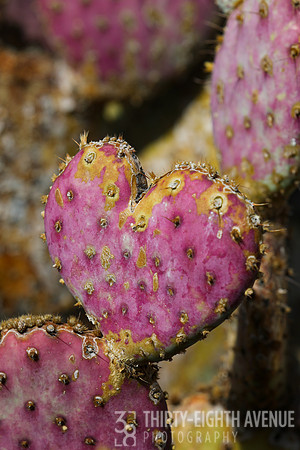 Cactus Heart