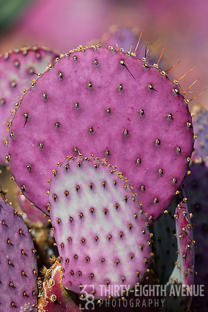 Magenta Round
