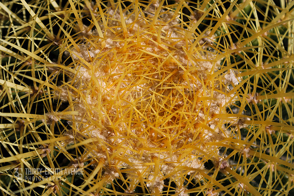 Cactus Nest