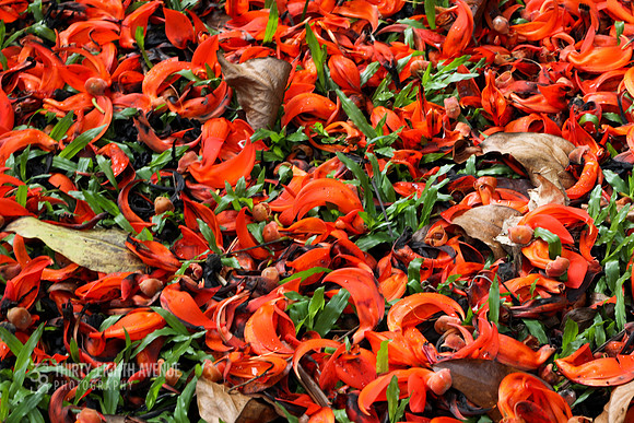 Orang Petal Ground - PBG