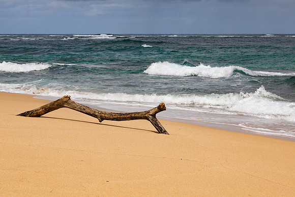 Beach Log