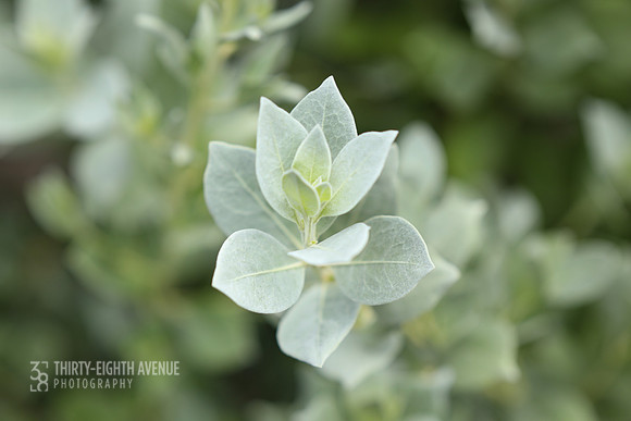 Dusty Green