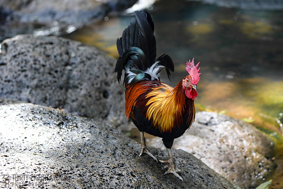 River Rooster