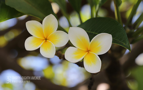 White & Yellow Plumeria