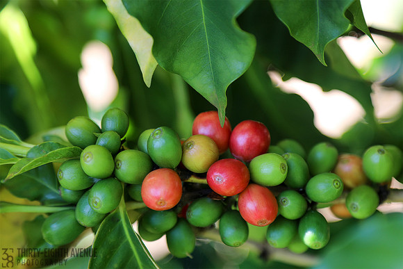 Red Coffee Berries