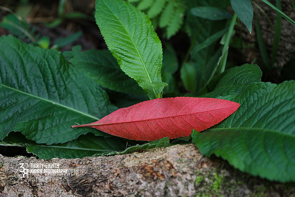 Red Leaf Resting