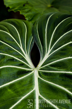 Green & White - PBG