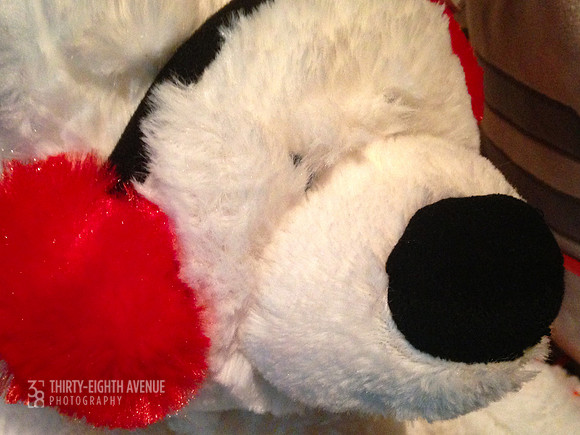 Polar Bear With Red Ear Muffs