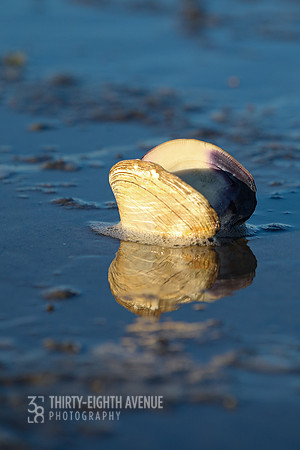 Clam Shell Reflection