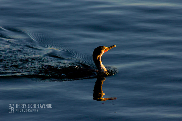 Bay Cormorant