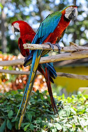Parrot Pair