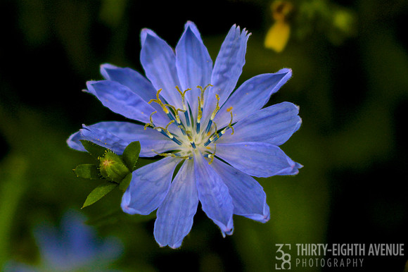 Wild Blue