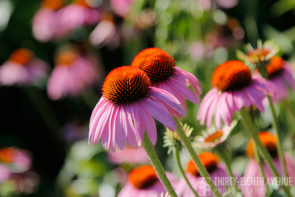 Pink Coneflowers