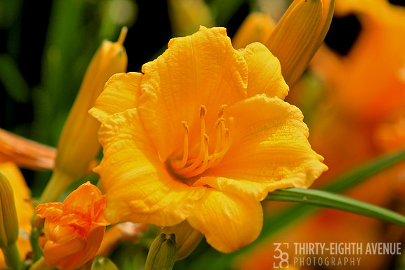 Golden Lily