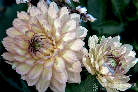 Pastel Dahlia